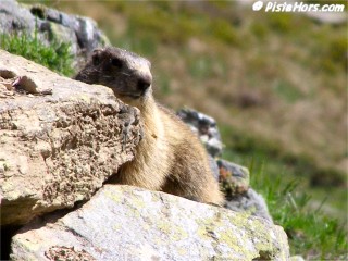 Rieu Claret Marmotte