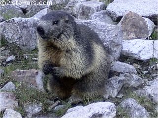 marmotte-28-jun.jpg