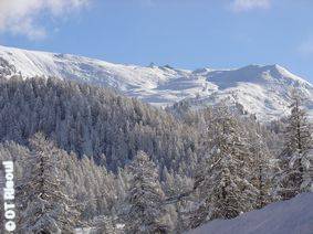 foret blanche